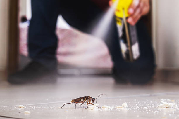 Best Local Pest Control Services  in Las Cruces, NM